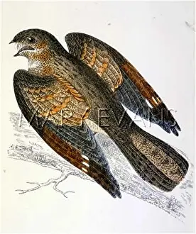 Nightjar: NIGHTJAR