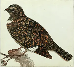 Himalayas: Nightjar sp. Caprimulgua sp
