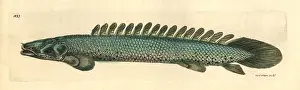 Bichir: Nile bichir, Polypterus bichir