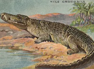 Reptilia: Nile Crocodile