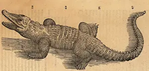 Xylograph: Nile crocodile or African crocodile, Crocodilum aegyptus