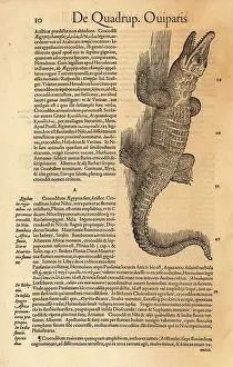 Xylograph: Nile crocodile or African crocodile, Crocodilum aegyptus
