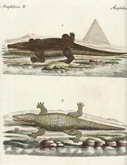 Niloticus: Nile crocodile, Crocodylus niloticus