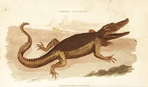 Niloticus: Nile crocodile, Crocodylus niloticus