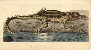Niloticus: Nile crocodile, Crocodylus niloticus
