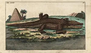 Niloticus: Nile crocodile, Crocodylus niloticus