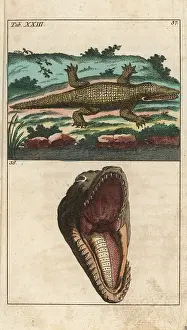 Niloticus: Nile crocodile, Crocodylus niloticus