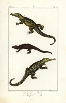 Quadrupeds: Nile crocodile, gharial and dragon lizard