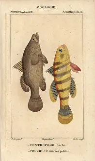 Lates: Nile perch, Lates niloticus, and sleeper fish