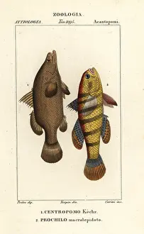 Scienze: Nile perch and sleeper fish