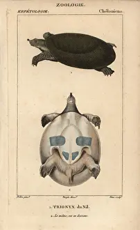1816 1830: Nile soft-shelled turtle, Trionyx triunguis