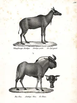 Connochaetes: Nilgai and black wildebeest