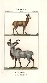Kudu: Nilgai, Boselaphus tragocamelus, and greater