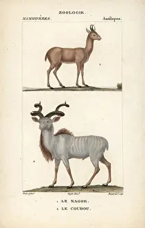 Kudu: Nilgai, Boselaphus tragocamelus, and greater