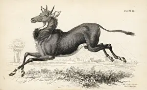 Lizars: Nilgai or nilgau, Boselaphus tragocamelus