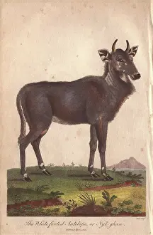 Siblys: Nilgai, nylghan, or white footed antelope