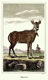 Resembling: Nilgaut