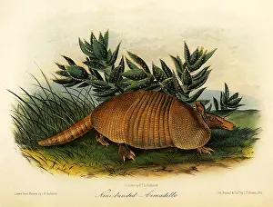 Resembles: Nine-Banded Armadillo
