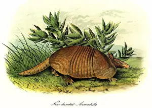 Succulent: Nine-Banded Armadillo