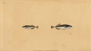 Stickleback: Ninespine stickleback, Pungitius pungitius
