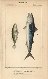 Mackerel: Ninespine stickleback, Pungitius pungitius