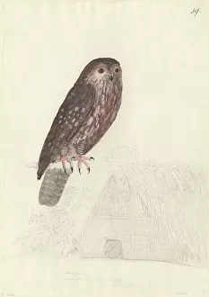 Strigiformes: Ninox novaseelandiae, morepork