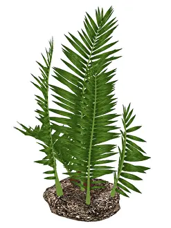 Monocot: Nipa burtinii prehistoric plant