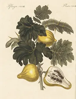 Engraved Plates: Nipplefruit, Solanum mammosum