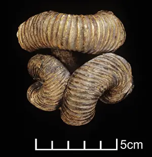 Tangled: Nipponites mirabilis, ammonite