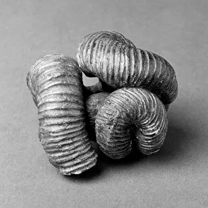 Coil: Nipponites, uncoiled ammonoid