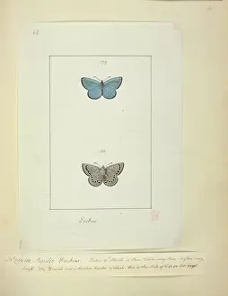 Erebus: No. 179 & 180 Palilio Erebus
