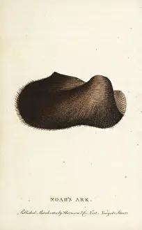 Arca: Noah's ark shell, Arca noae