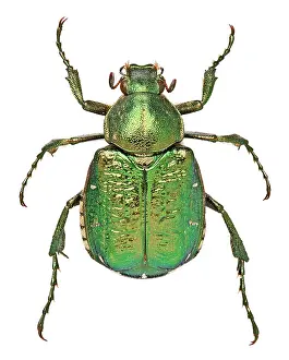 Scarab: Noble Chafer