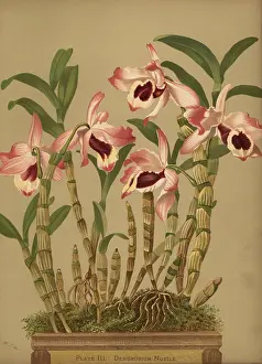 Dendrobium: Noble dendrobium orchid, Dendrobium nobile