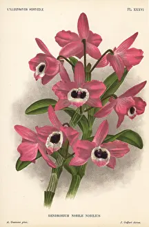 Dendrobium: Noble dendrobium orchid, Dendrobium nobile
