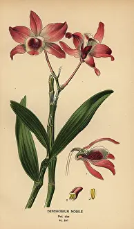 Herincq: Noble dendrobium orchid, Dendrobium nobile