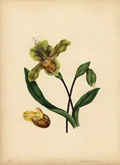 Reginae: The noble Lady's Slipper, Resemblance