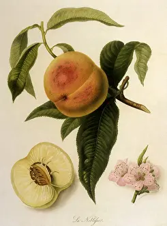 Linnaeus: Noblesse Peaches