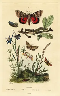 Casse: Noctua butterflies