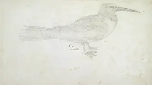 1700 1789: A Nodde