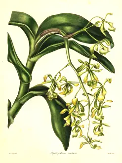 Nodding: Nodding epidendrum orchid, Epidendrum nutans
