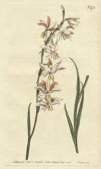 Radiata: Nodding-flowered ixia with white, orange and
