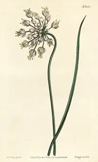 Nodding: Nodding onion, Allium cernuum