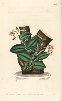Drooping: Nodding sophonitis orchid, Cattleya cernua