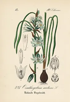Nodding: Nodding Star of Bethlehem, Ornithogalum nutans
