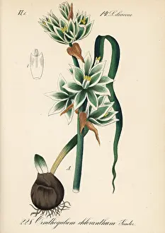 Nodding: Nodding Star of Bethlehem, Ornithogalum nutans