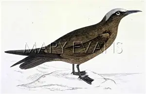 Noddy: NODDY TERN