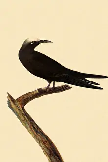 Tern: Noddy Tern, Anous stolidus