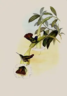Oenone: |'none Hummingbird, Chrysuronia |'none