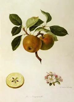 Leafed: Nonpareil Apples